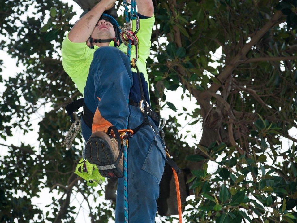 Qualified arborist working in a mature tree during a risk assessment in Argyll and Bute